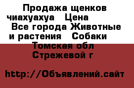 Продажа щенков чиахуахуа › Цена ­ 12 000 - Все города Животные и растения » Собаки   . Томская обл.,Стрежевой г.